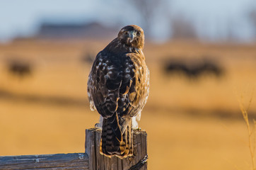 A Dark Morph Red-tailed Hawk Posing for its Shot