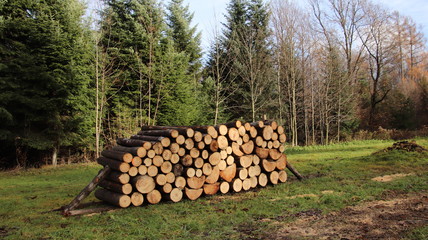 Harvesting of wood in the autumn mixed forest. Log pile of logs. Europe. Ukraine. Autumn 2017.