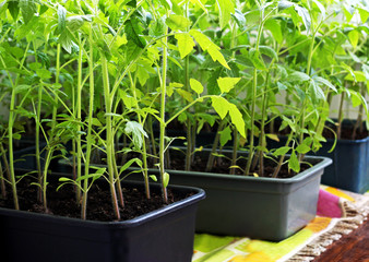 Tomato seedlings, grown at home.