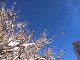 beautiful snowy trees
