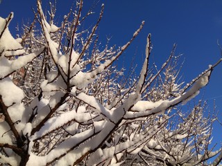 beautiful snowy trees