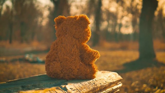 Nature beauty theme image with a teddy bear toy sitting, alone, on an old wooden bench, watching the sun rays, over a forest.