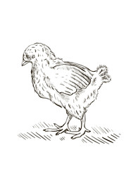 Engraved baby chick illustration.