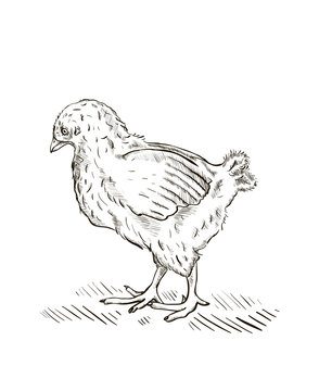 Engraved Baby Chick Illustration.