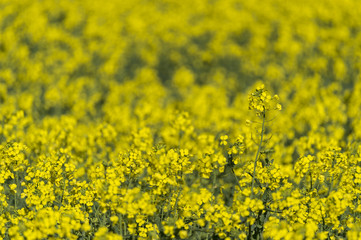 Obraz premium Canola field in Australia