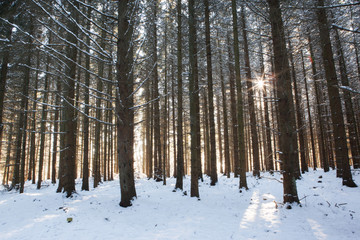Sonnenaufgang im winterlichen Wald