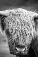 Papier Peint photo Highlander écossais Vache Highland N&amp B