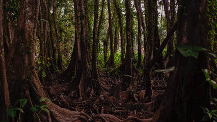 Scary forest in a place in amazon