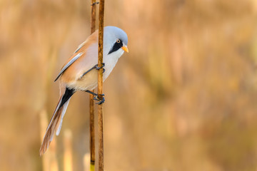 Autumn morning on the reed/Bearded Parrotbill 