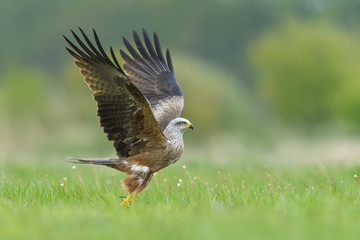 On the fly spring/Black Kite