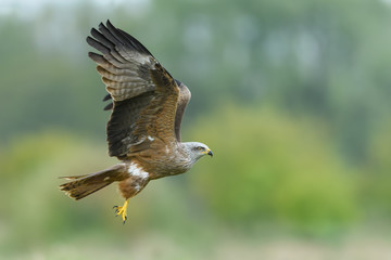 On the fly spring/Black Kite