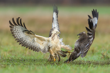 Fight in the meadow/Common Buzzard