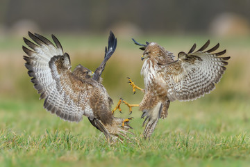 Fight in the meadow/Common Buzzard
