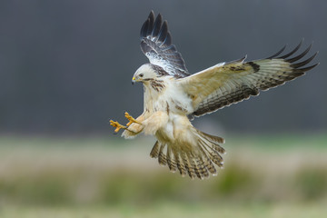 Flight over the meadow/Common Buzzard