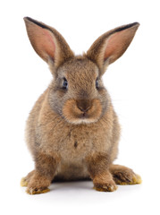 Obraz premium Brown rabbit on white.