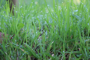 Macroaufnahme von Gras mit Tautropfen