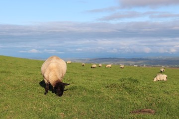 Weidende Schafsherde auf Weide mit Schaf im Vordergrund