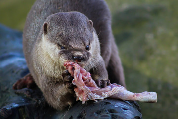 Short clawed otter