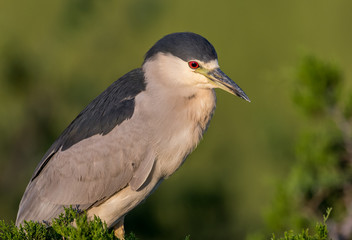 Fototapeta premium Black Crowned Night Heron