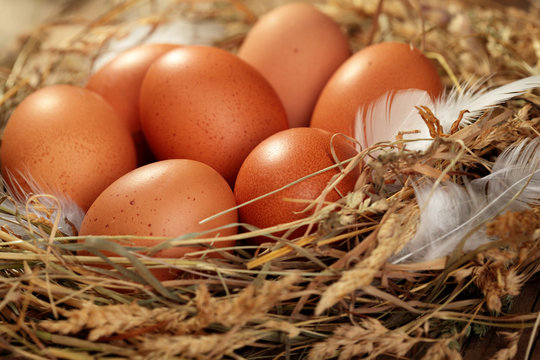 Hen organic eggs in the nest. On wooden rustic background.Closeup