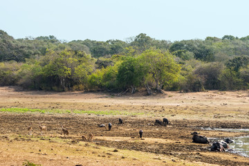 Fototapeta na wymiar Yala national park landscape with a variety of drinking at waterhole animals and jungle forest on the horizon.