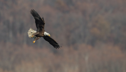 Obraz premium Bald Eagle