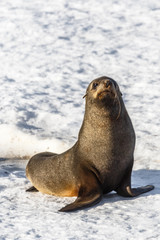 Naklejka premium Funny fur seal sitting on the snow beach at Half Moon Island, Antarctic