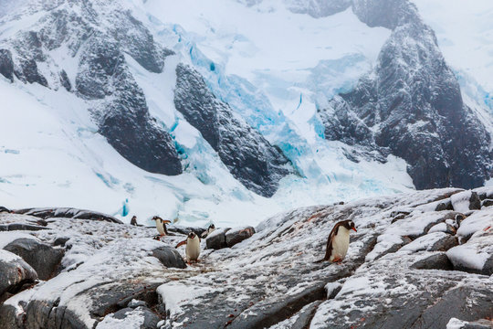 Gentoo penguins walking on the snow with blue glacier in the background, port Charcot, Booth island, Antarctic peninsula