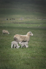 Sheep in farm, Australia