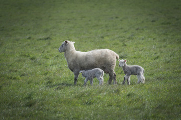 Sheep in farm, Australia