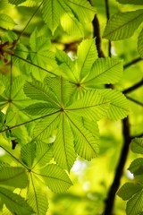 Frühling in der Natur