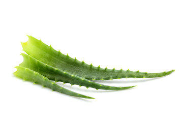 Aloe vera fresh leaf isolated close up.