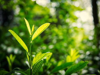 green leaf againset sun light