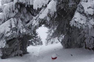 Zimowy las w Górach Bialskich, Polska
