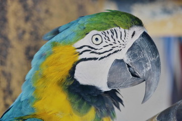 Close Up Macaw