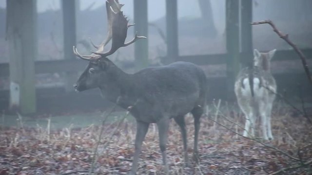 Damhirsch im Gehege bewegt sich, full HD 1080p Video mit Tonspur