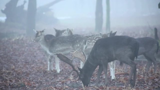 Damhirsch im Gehege bewegt sich, full HD 1080p Video
