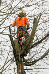 Tree surgeons climbing with ropes and cutting trees
