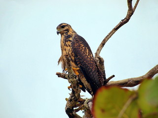 Young common Black-Hawk bird, Buteogallus anthracinus, on a tree, Caribbean coast of Costa Rica, Central America