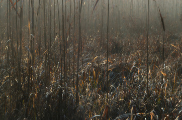 Trzciny © Tomek Kiecana