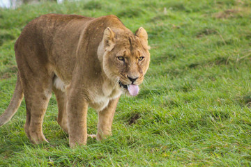 lion pulling tongue out
