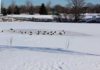 The ducks and geese on the frozen lake in the park. 