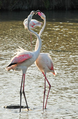 Flamingos dancing