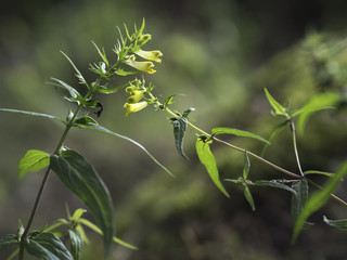 Common cow-wheat (Melampyrum pratense)