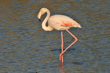 Obraz premium Flamingo walking around