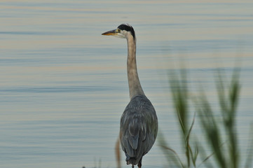 Heron waiting for its prey