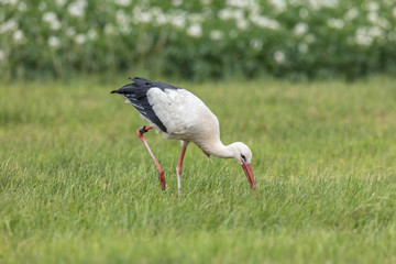 weißstorch