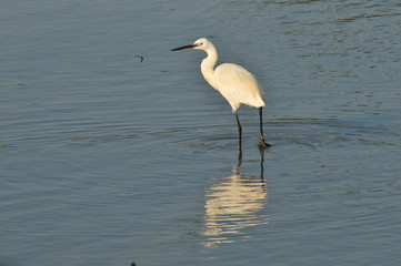 Egret reflection