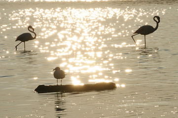 Silhouette birds at sunset