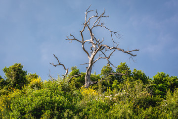 Withered tree on a green hill in Budva, Montenegro